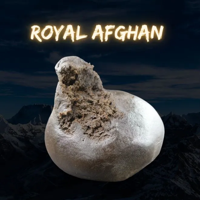 Himalayan Blessing - Imagen 4 Himalayan Blessing - Imagen 4