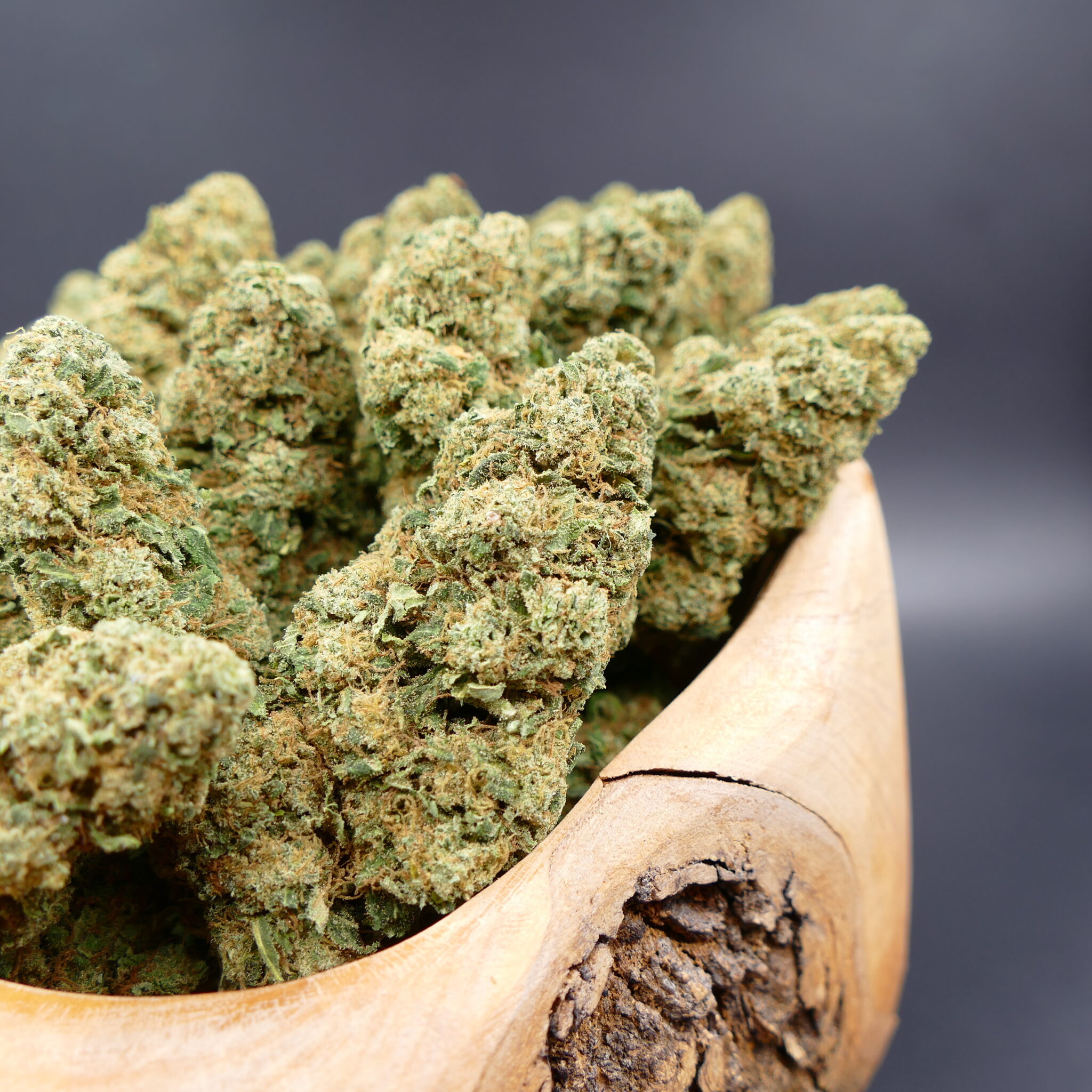Chocolope Chocolope