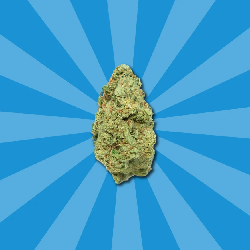 GELATO CBD | COGOLLOS CBD GREENHOUSE - Imagen 4 GELATO CBD | COGOLLOS CBD GREENHOUSE - Imagen 4