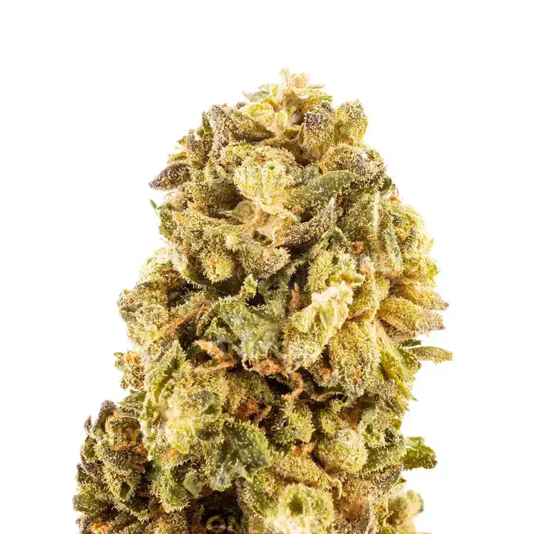 KRIPPY KUSH - Imagen 2 KRIPPY KUSH - Imagen 2