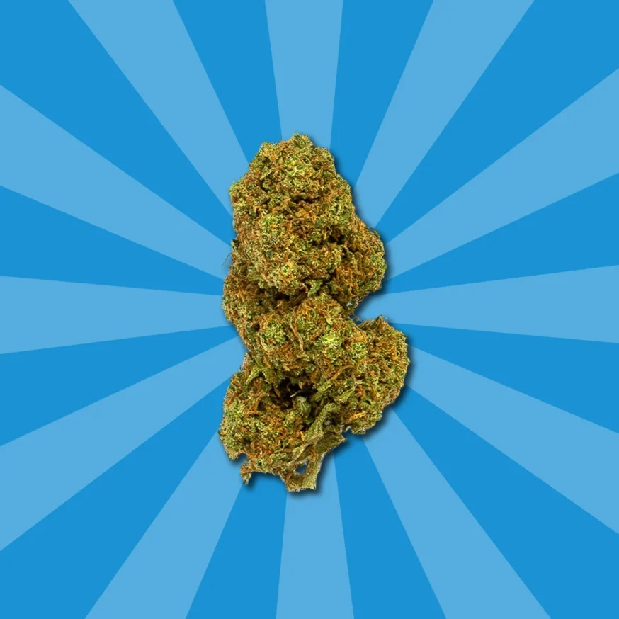 ORANGE COOKIES CBD | FLORES DE CBD OUTDOOR - Imagen 4 ORANGE COOKIES CBD | FLORES DE CBD OUTDOOR - Imagen 4