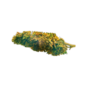 Blueberry CBD