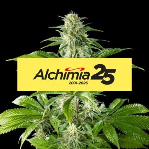 Semilla Pure CBD Punch